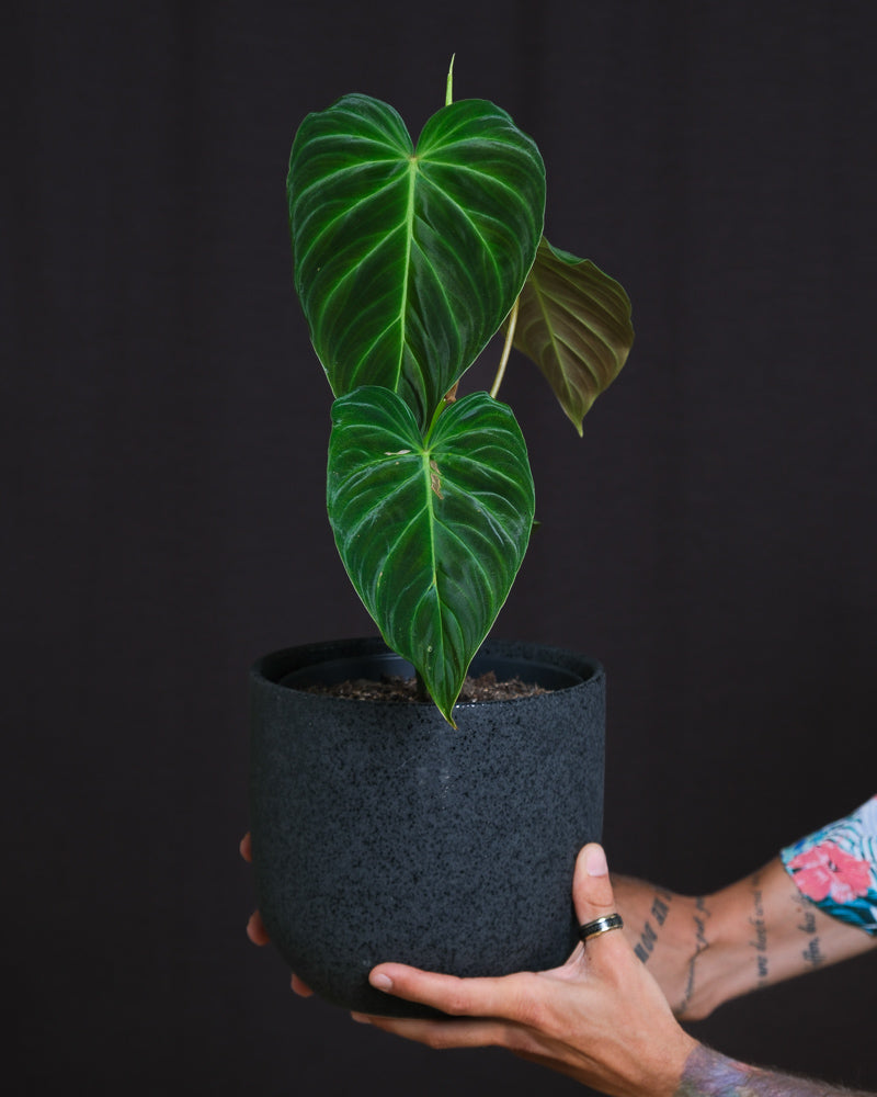 Philodendron splendid mit samtigen Blättern in schwarzem Keramiktopf vor einer schwarzen Wand