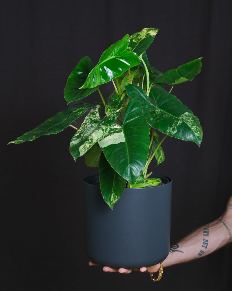 Philodendron burle marx variegata mit heller Panaschierung in schwarzem Übertopf vor schwarzer Wand