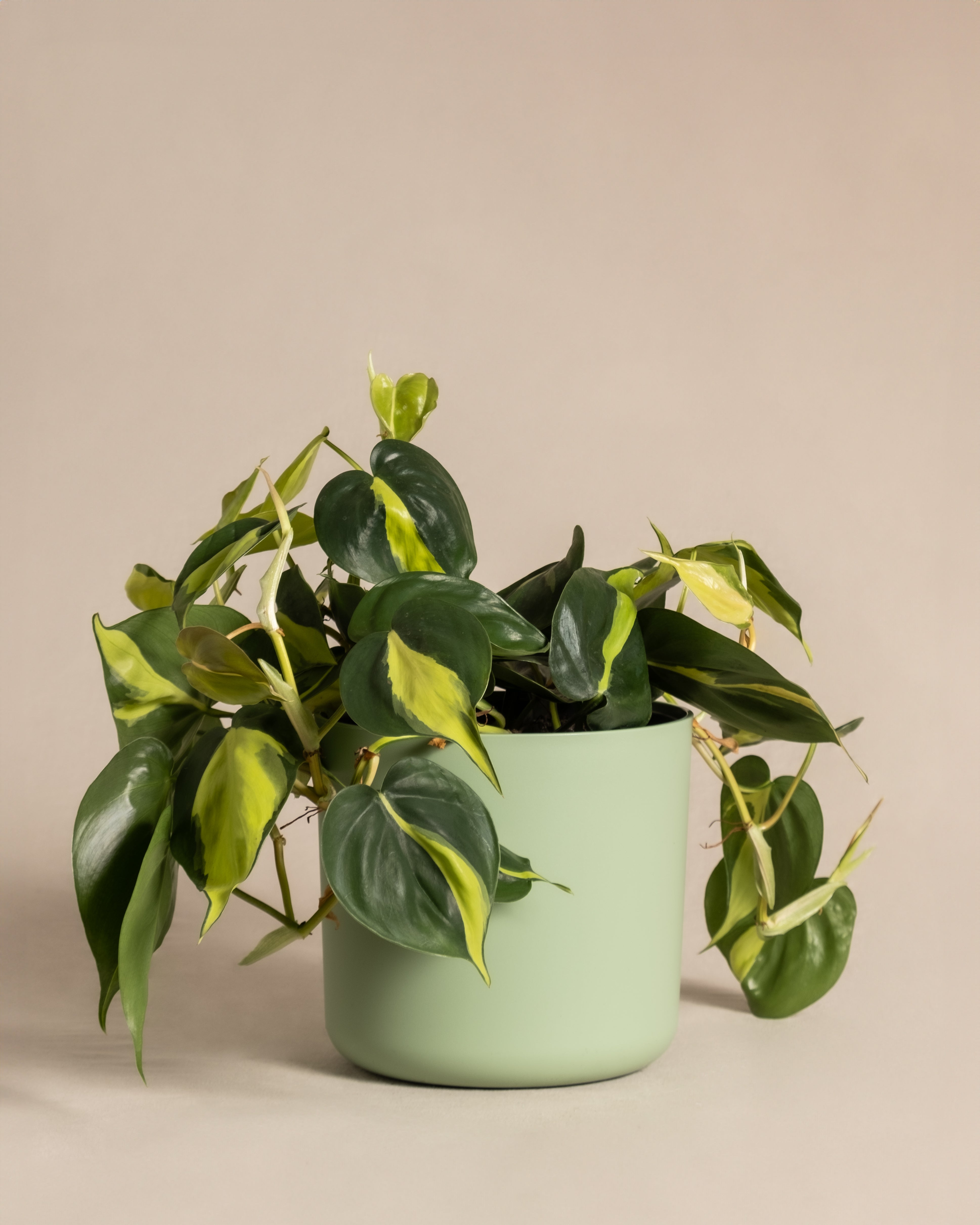 Philodendron scandens ‘Brasil’ in mintfarbenem Topf