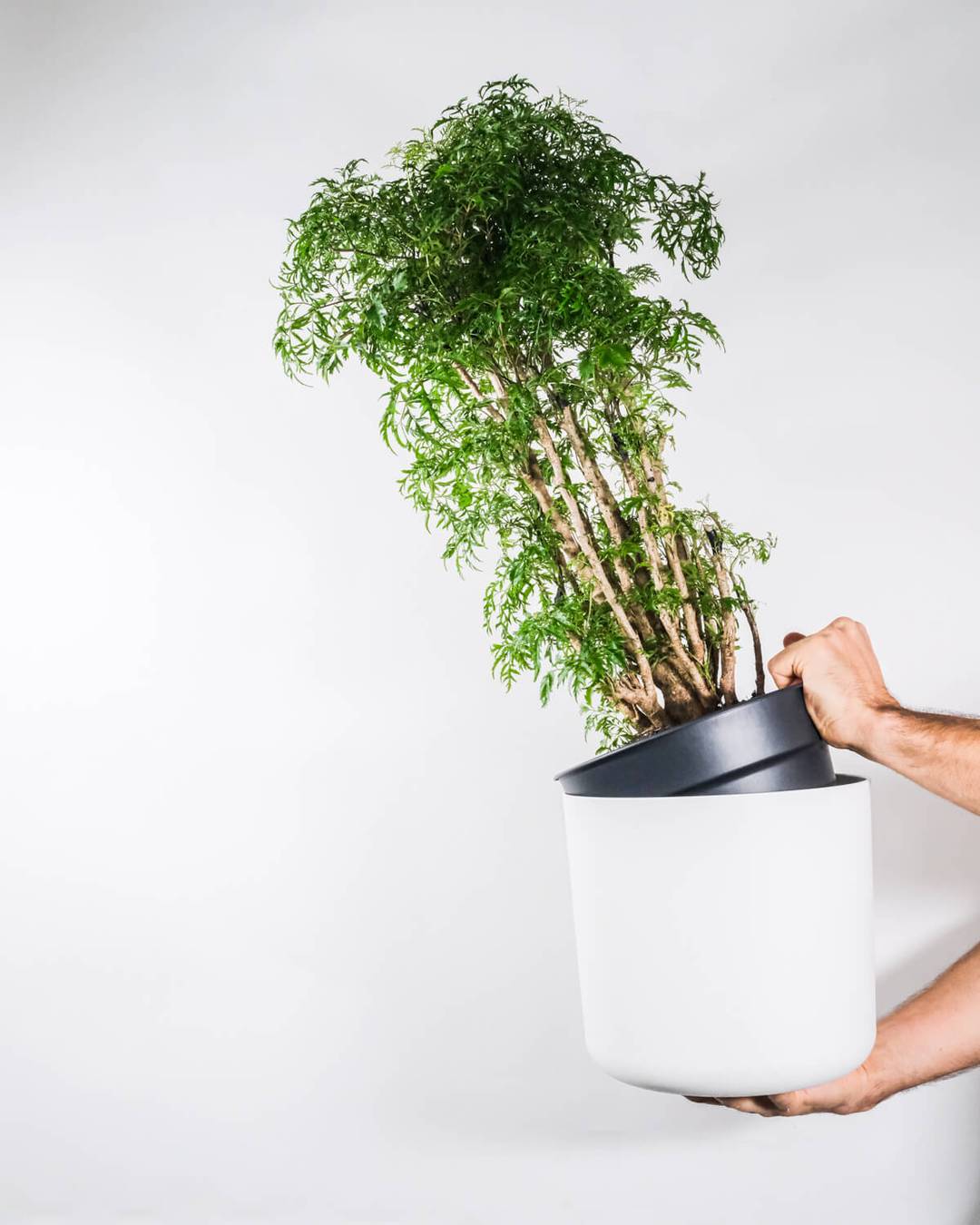 Ein Bonsai der Art Polyscias ‘Roble’ in einem weissen Topf wird gehalten.