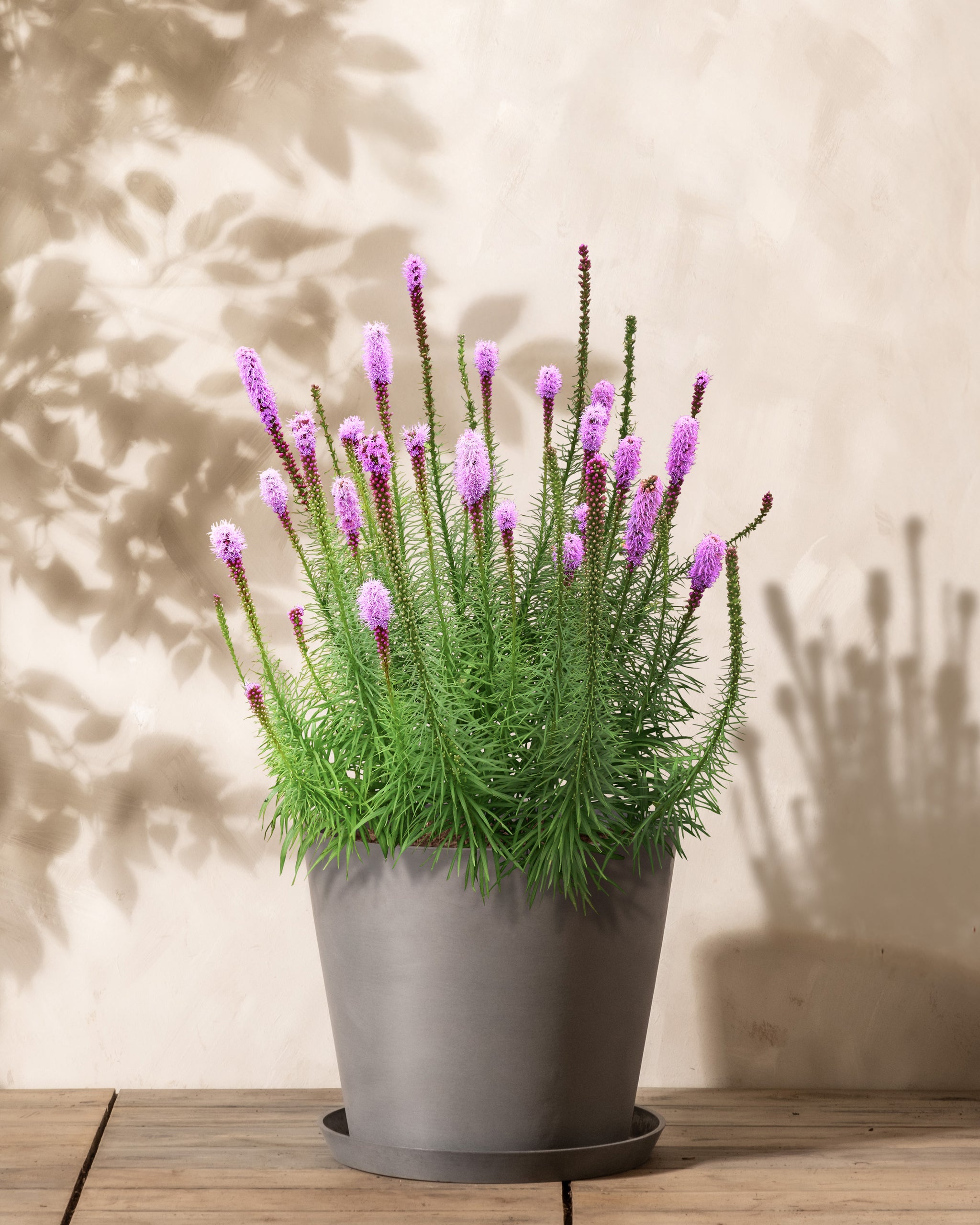 Geniesse bis zum Rückschnitt im Herbst wunderschöne Blütenstände Blühende Prachtscharte (Liatris spicata) mit lila Blumen im Sommer.