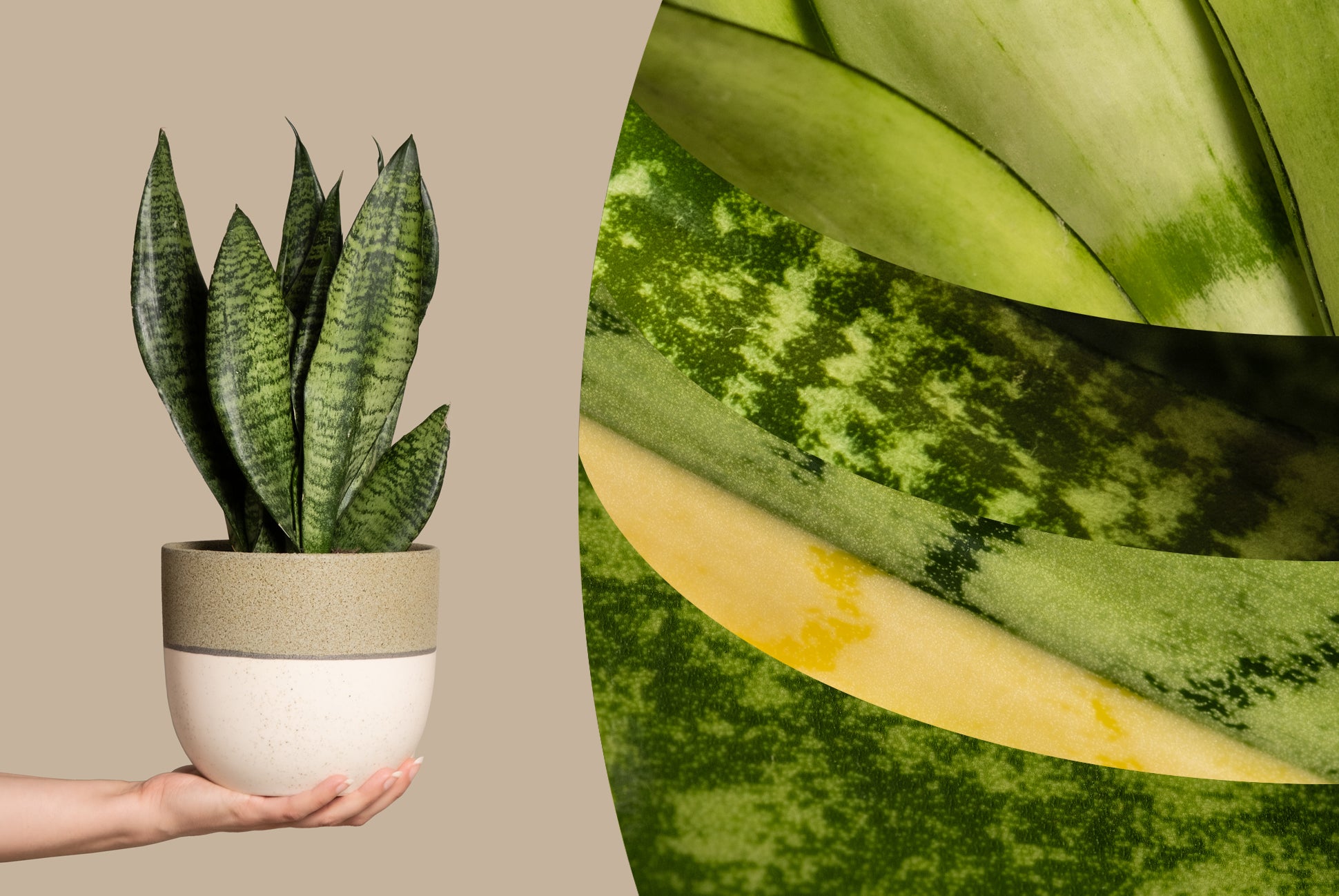 Eine Person hält eine Sansevieria in einem Keramiktopf vor beigem Hintergrund. Daneben sind Makroaufnahmen der Blätter zu sehen, die deren Struktur und Details hervorheben.