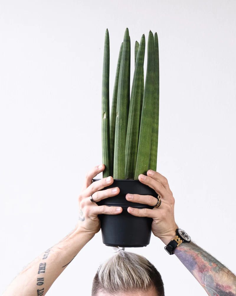 Sansevieria Straight wird hochgehalten