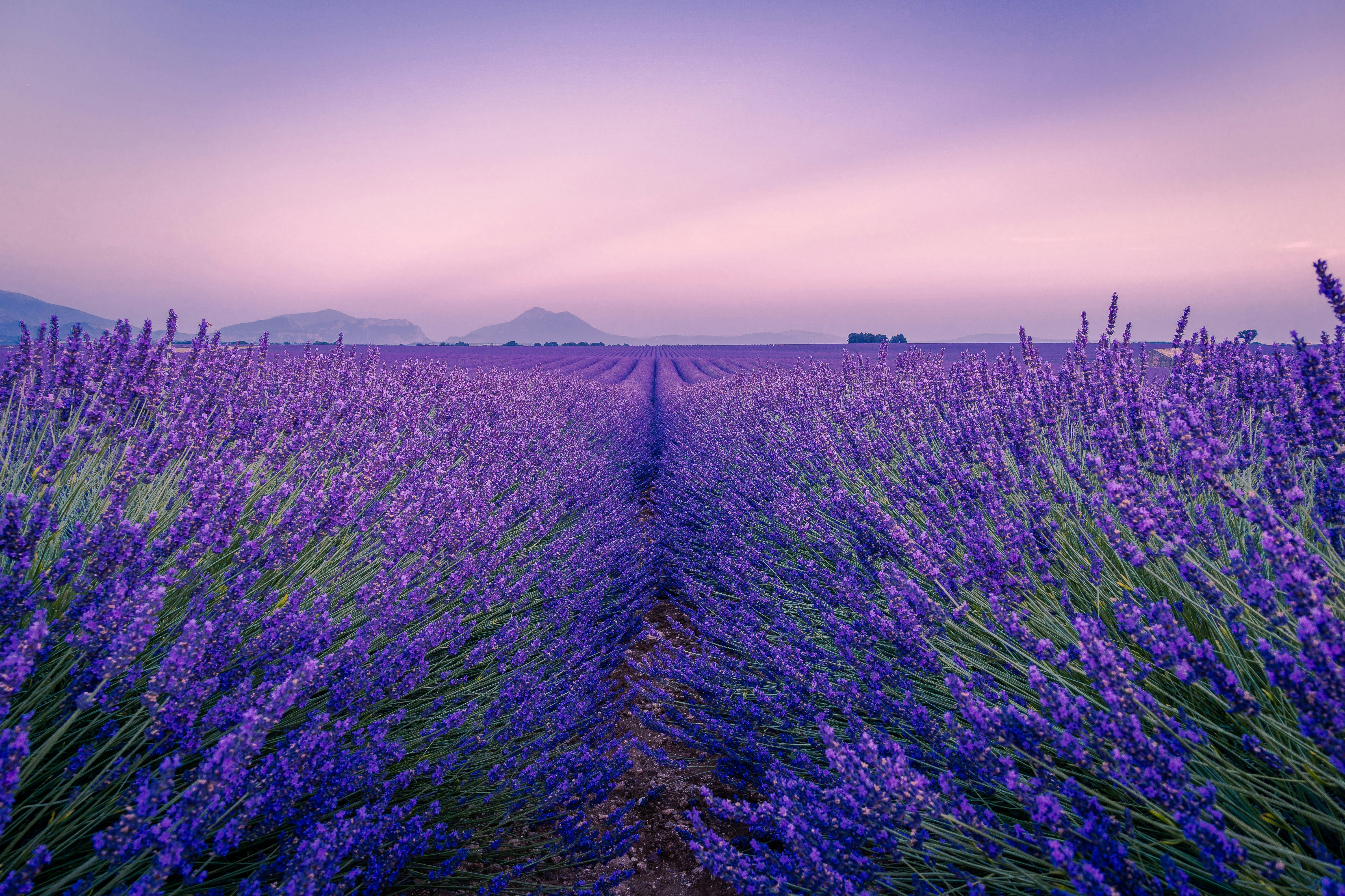 Ein grosses violettes Feld, welches mit Lavendel bepflanzt ist. 