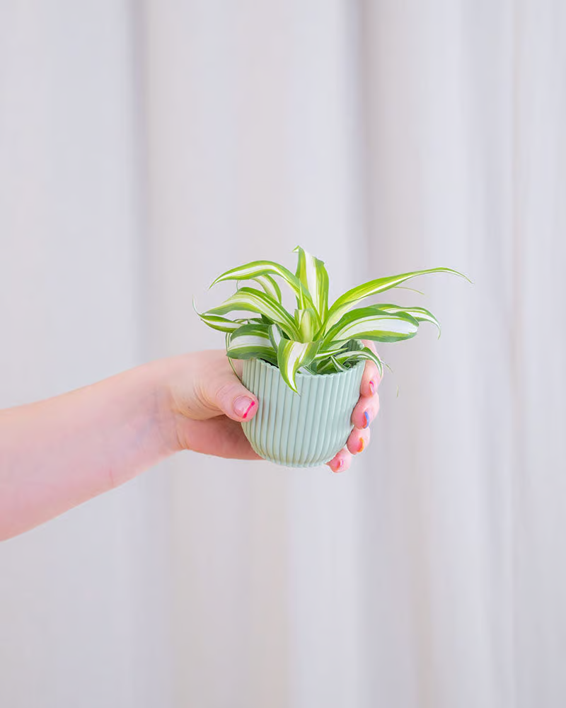 Eine kleine Grünlilie in einem mintfarbenen Babypflanzen-Topf wird hochgehalten.
