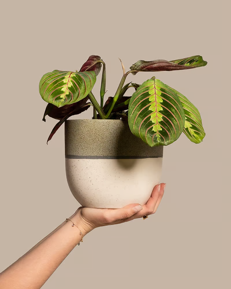 Eine Maranta mit bunten Blättern ist in einen grün-weissen Keramiktopf gepflanzt und wird hochgehalten.