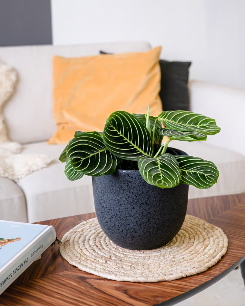  Eine seltene Maranta ‘Lemon Lime’ steht auf dem Couchtisch in einem hellen Wohnzimmer.