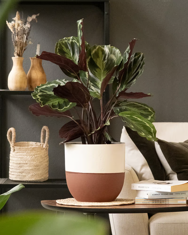 Eine grosse Calathea Roseopicta in einem rotbraun-weissen Keramiktopf steht auf dem Beistelltisch in einem Wohnzimmer mit einem weissen Sofa und einer schwarzen Wand.