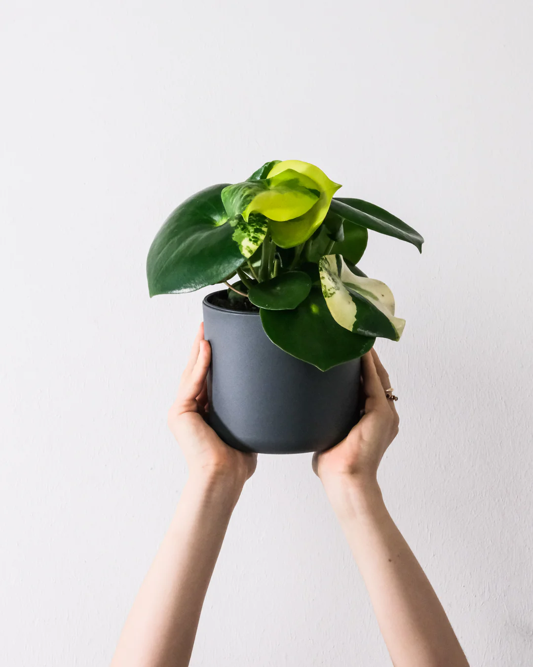 Peperomia 'Raindrop' variegata in einem grauen Topf vor einer weissen Wand