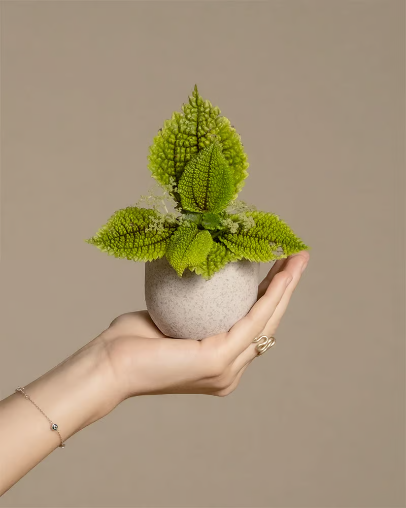 Baby Pilea 'Moon Valley' in grauem Keramiktöpf auf einer Handfläche
