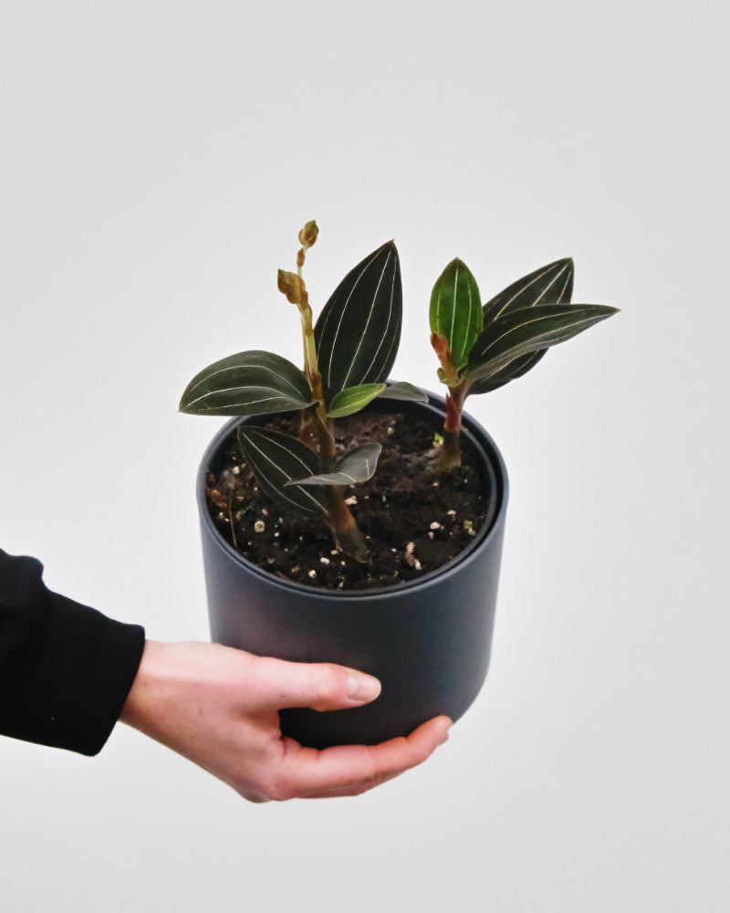 Juwelorchidee in grauem Topf von einer Hand gehalten