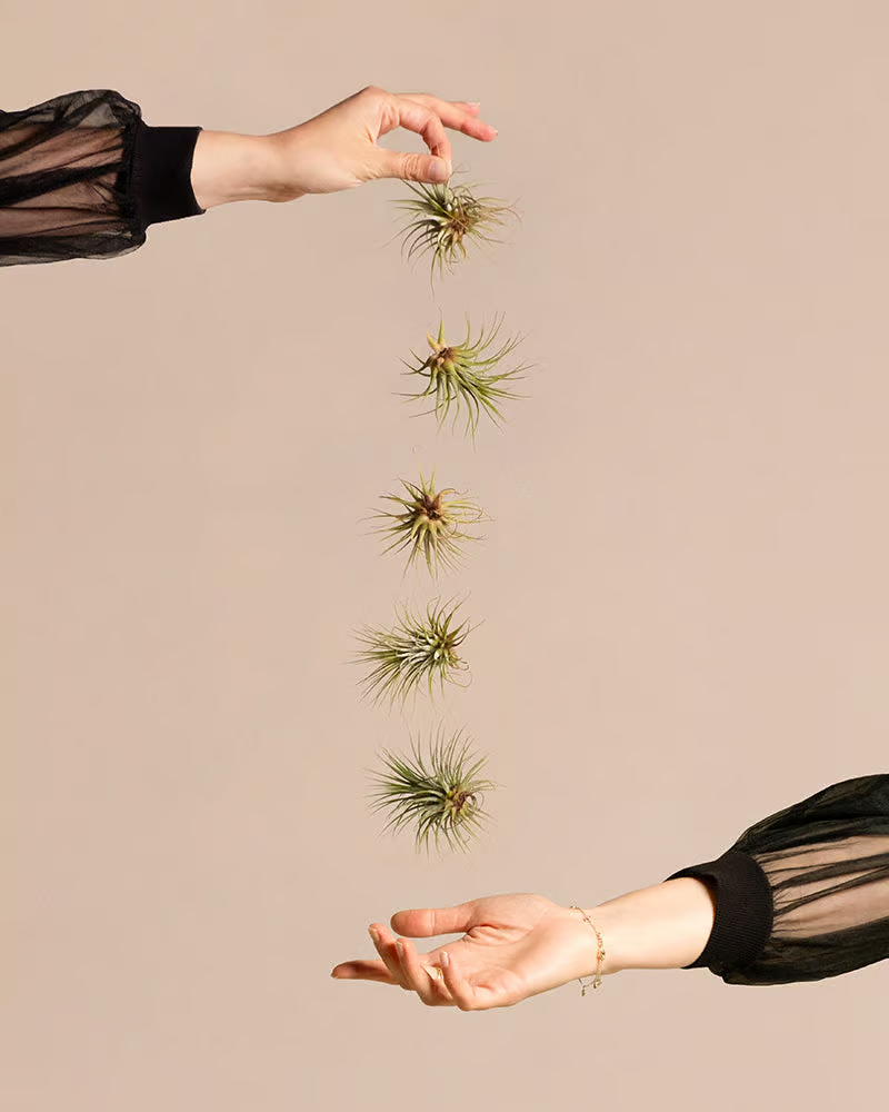 Fünf Luftpflanzen der Art Tillandsia ionantha rubra hängen aneinander und werden hochgehalten.