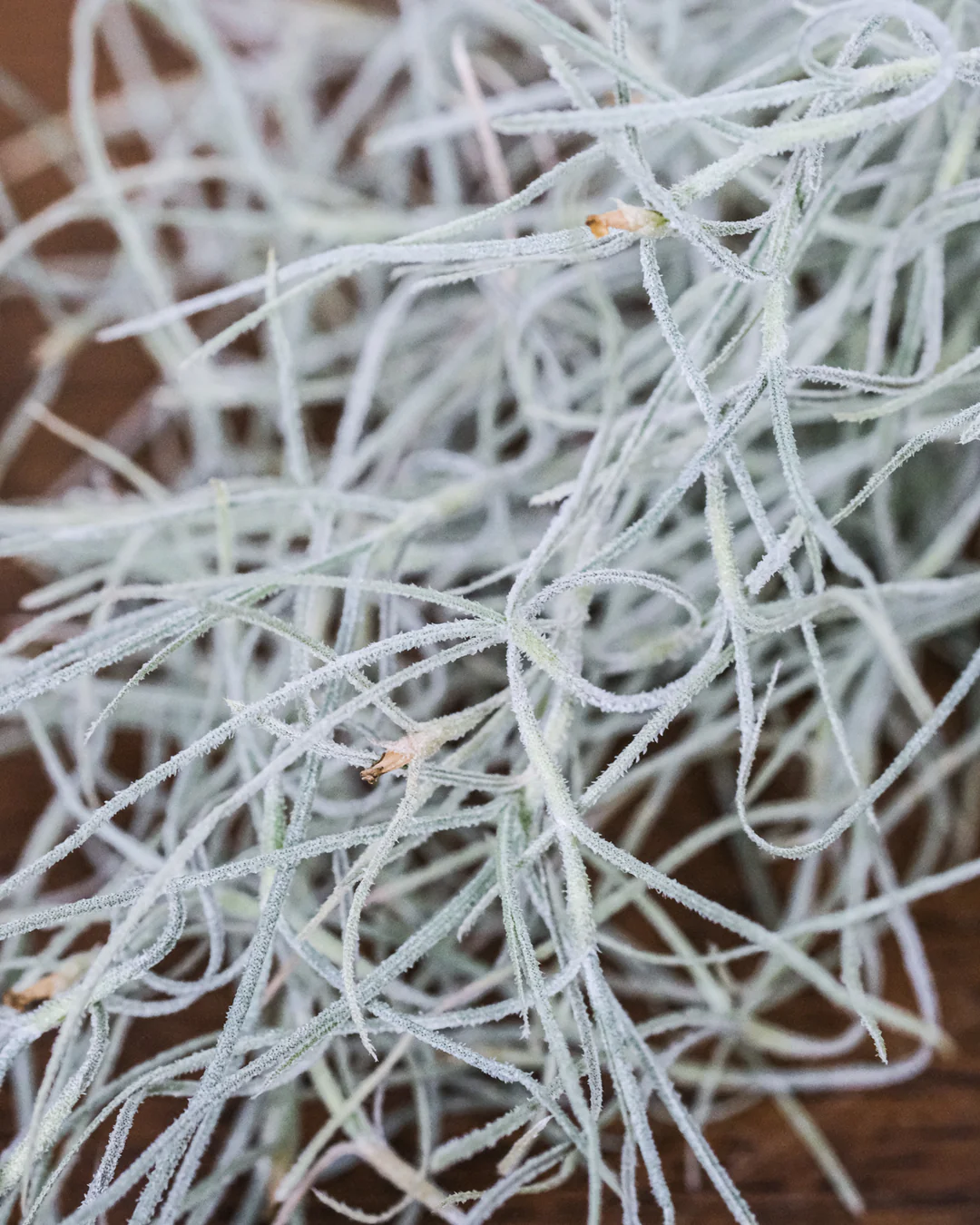 Detailaufnahme von Spanischem Moos, welches auch unter dem Namen Tillandsia usneoides bekannt ist.