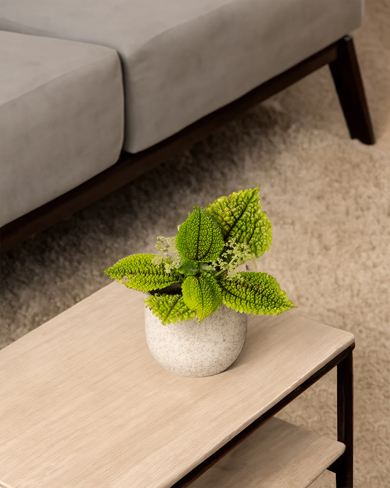 Eine Baby Pilea ‘Moon Valley’ steht auf einem Couchtisch im Wohnzimmer. 
