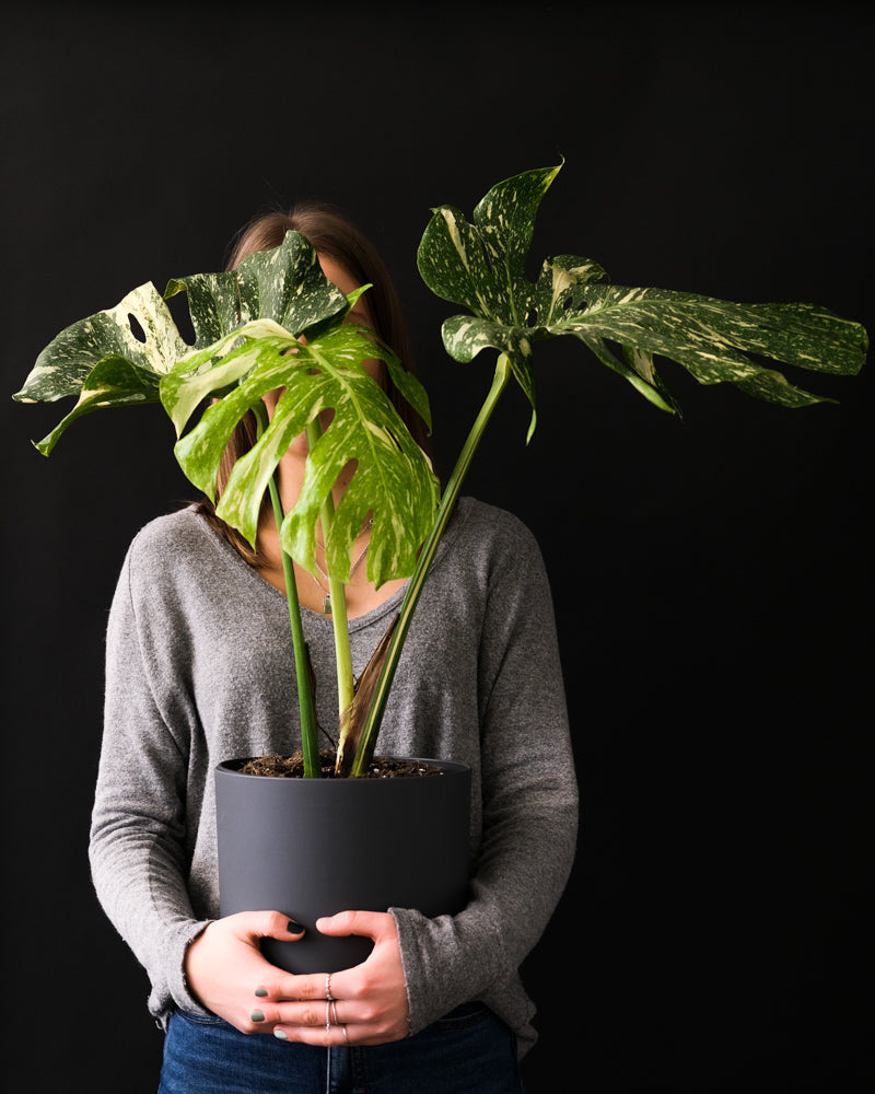 Monstera deliciosa Thai Constellation