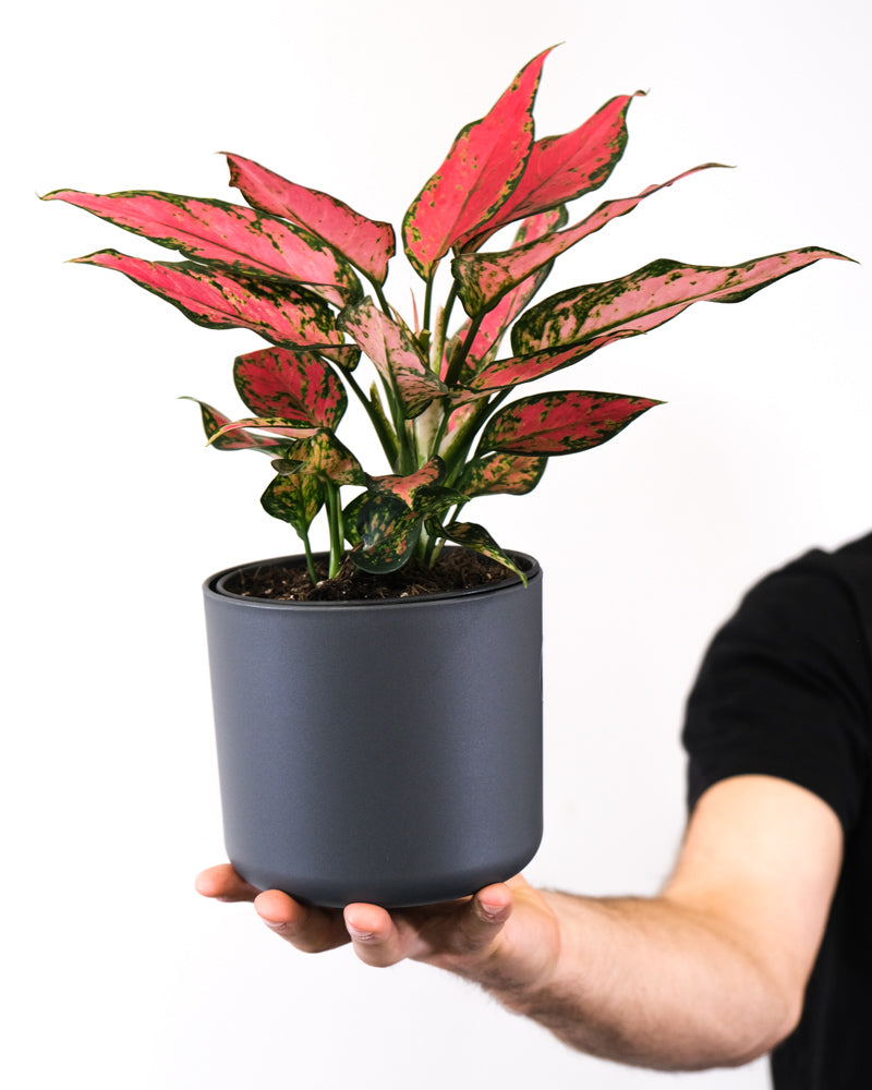 Aglaonema Cherry Baby