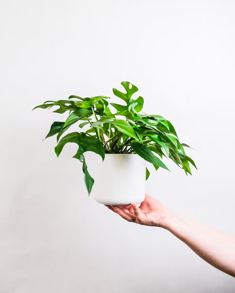 Rhaphidophora Pflege und Fakten [Pflanzenlexikon] feey AG