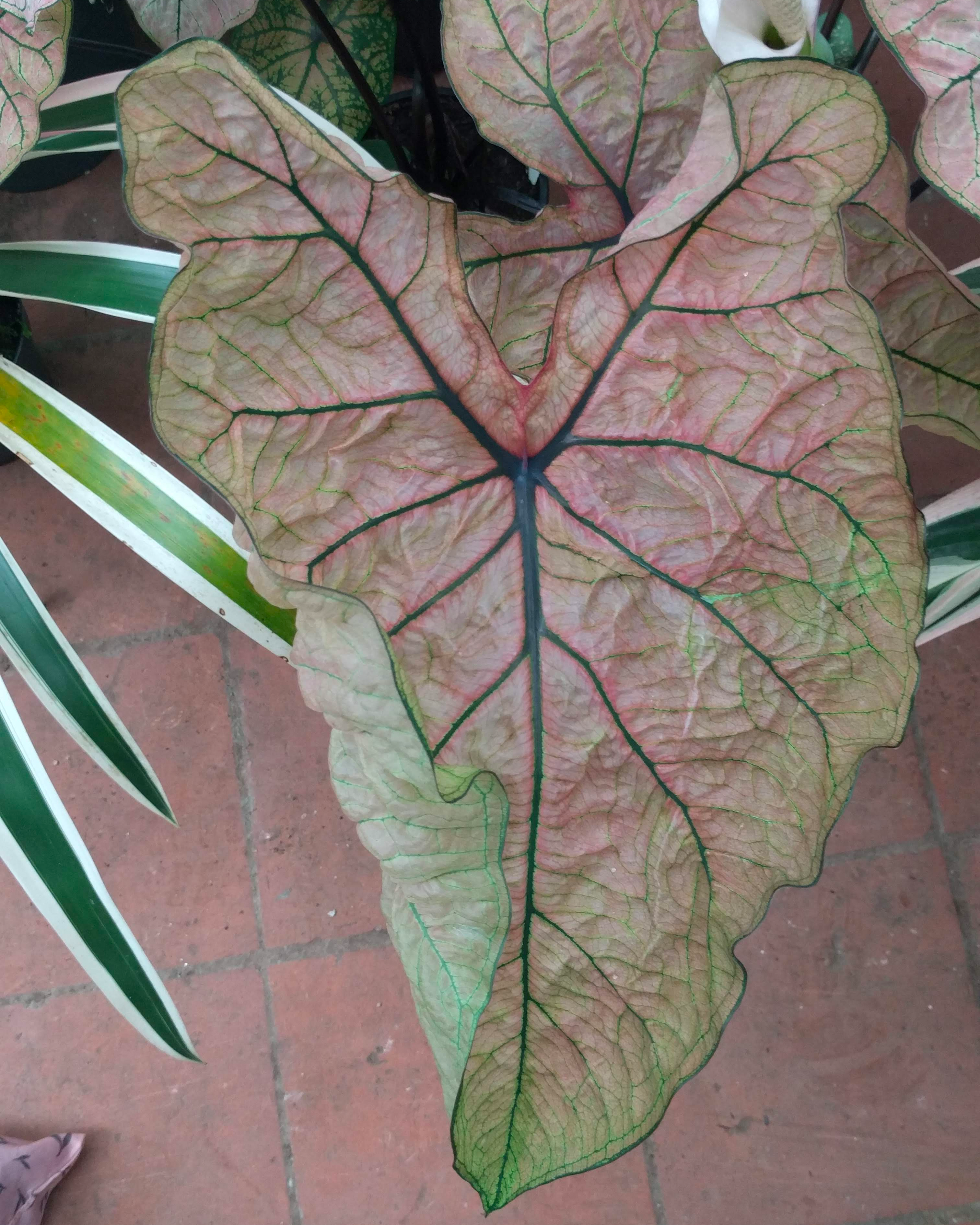 Caladium ‘Spring Fling’ 