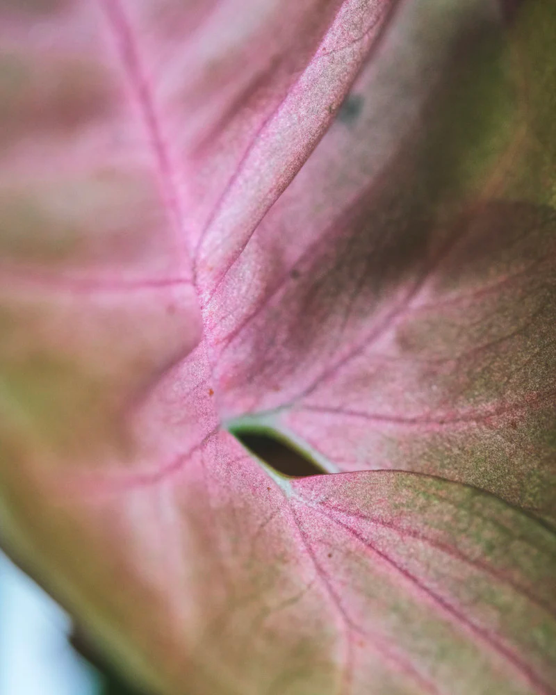 Nahaufnahme eines pinken Blattes von einer Purpurtute 'Red Heart'.