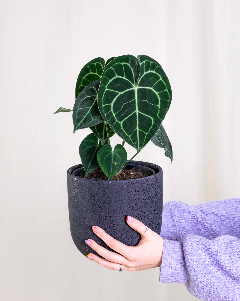 Eine Anthurium clarinervium in einem schwarzen Keramiktopf wird hochgehalten.