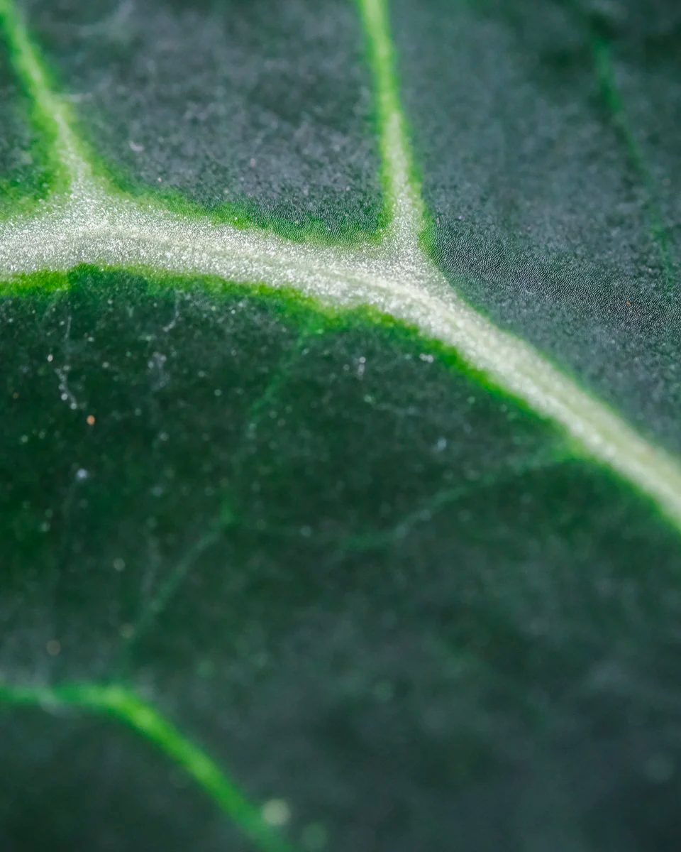 Nahaufnahme der silbrigen Blattadern von einer Anthurium clarinervium.