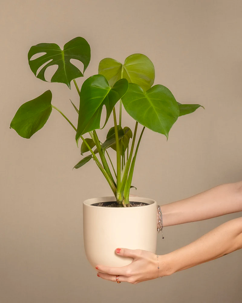 Eine Monstera deliciosa in einem weissen Keramiktopf.