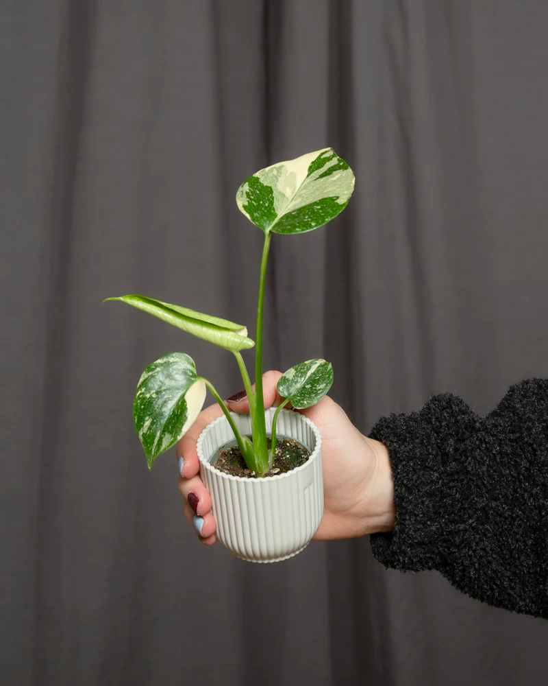 Eine Babypflanze Monstera deliciosa 'Thai Constellation' in einem weissen Übertopf.