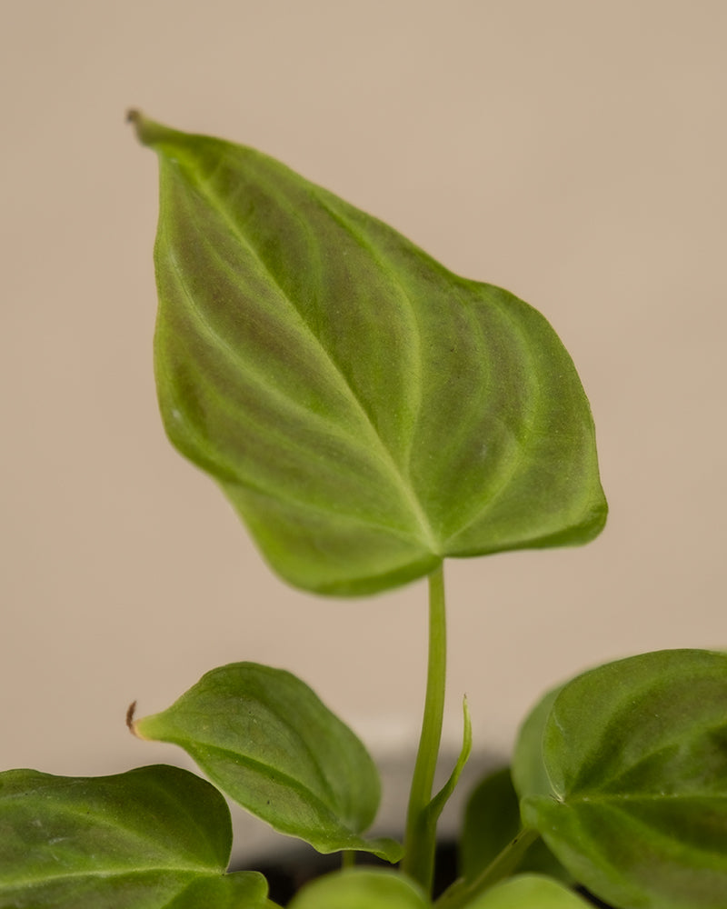 Detailaufnahme eines samtigen Blattes einer Philodendron verrucosum Babypflanze.