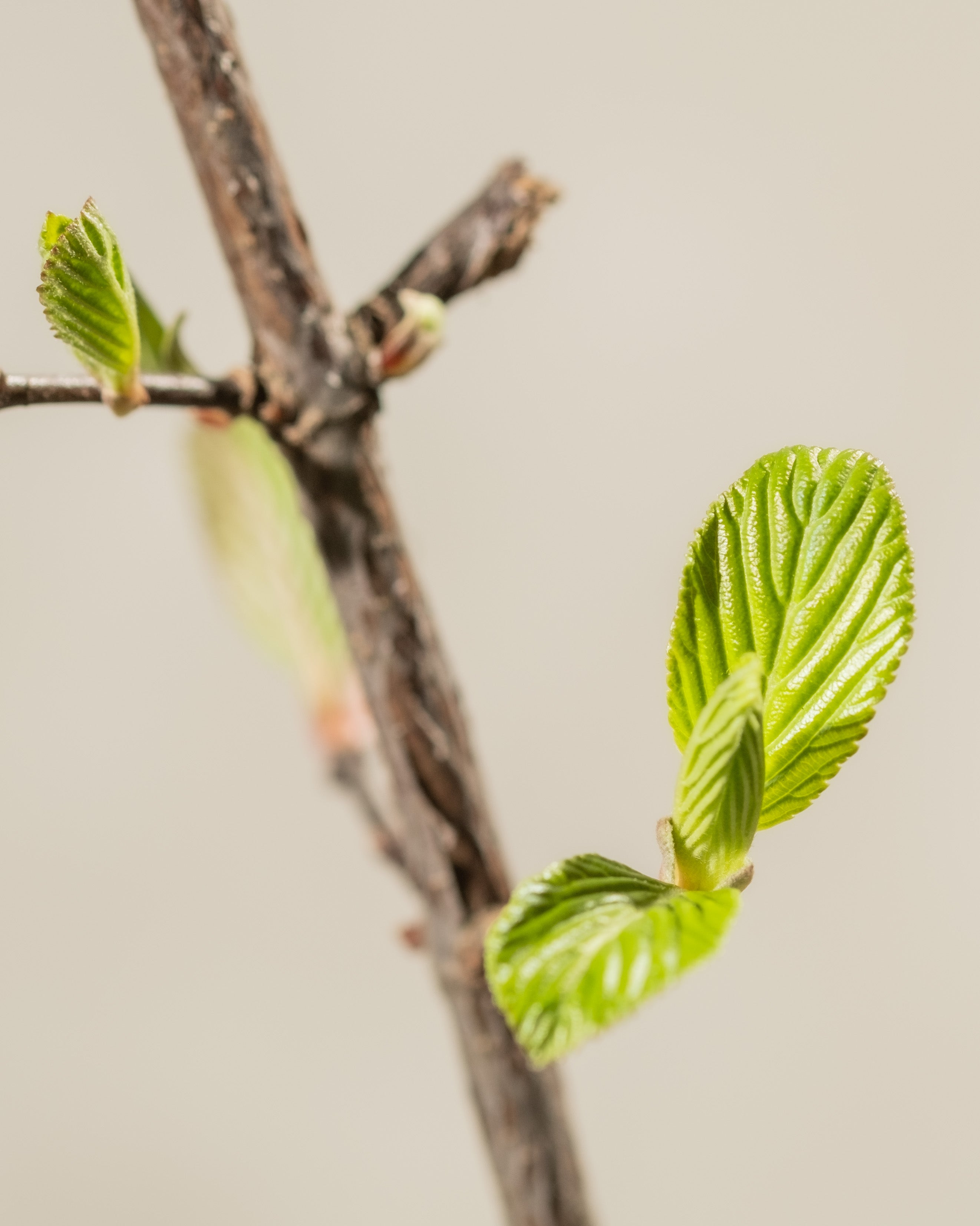 Austrieb im Frühling Detailaufnahme vom Jungtrieb mit neuen hellgrünen Blättern.