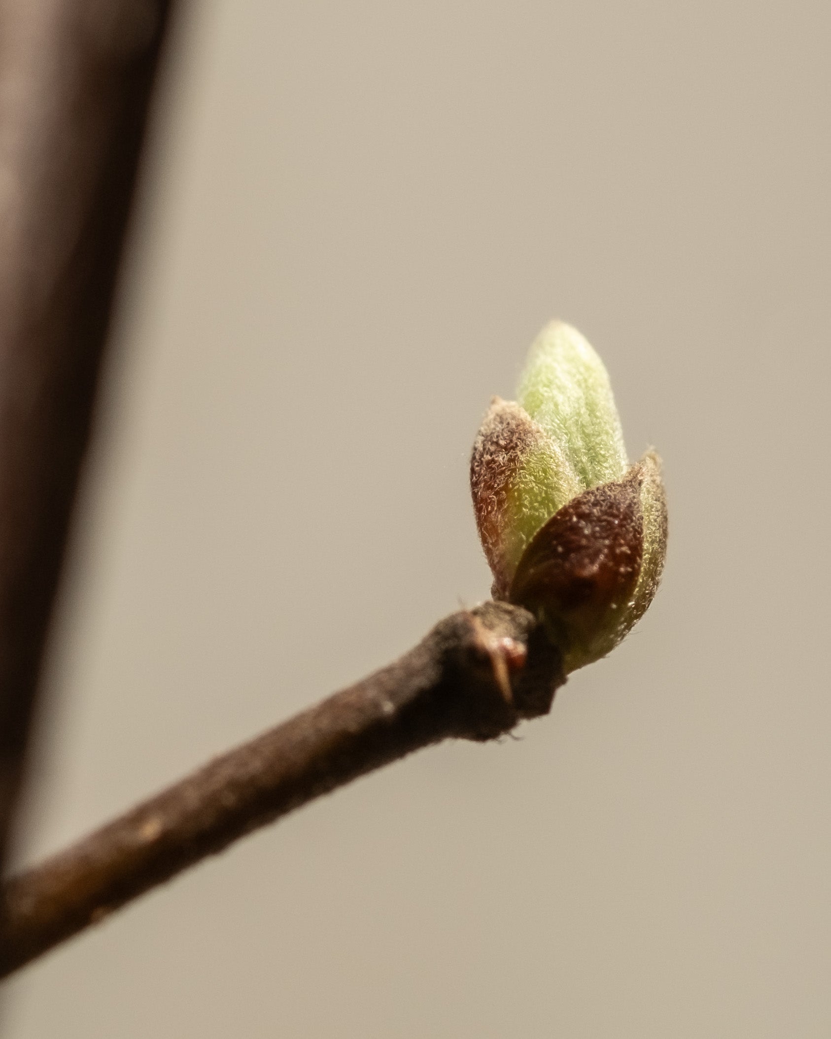 Frische Blätter im März Nahaufnahme von sehr kleinem Blattnachwuchs im Frühling.