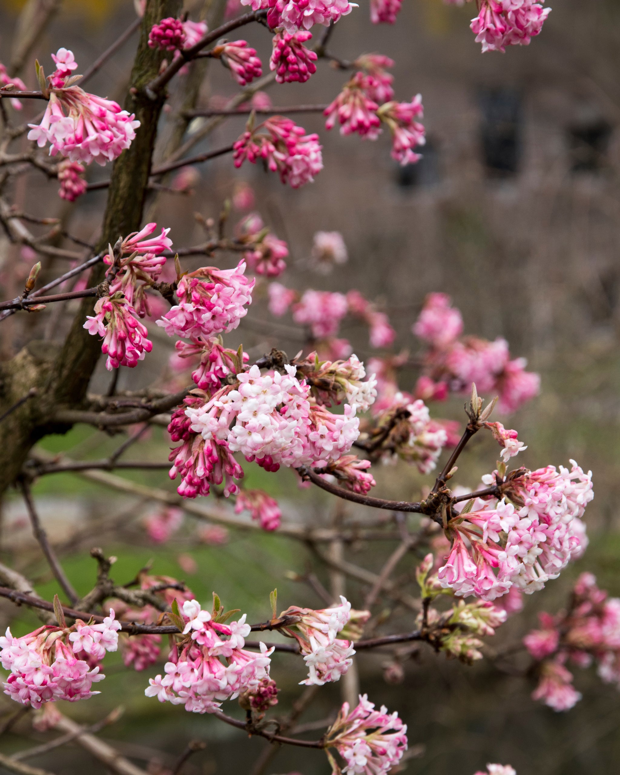 Traumhaftschöne Winterblüte Grosser Winter-Schneeball (Viburnum x bodantense im Winter mit rosa kelchförmigen Blüten ohne Laub.