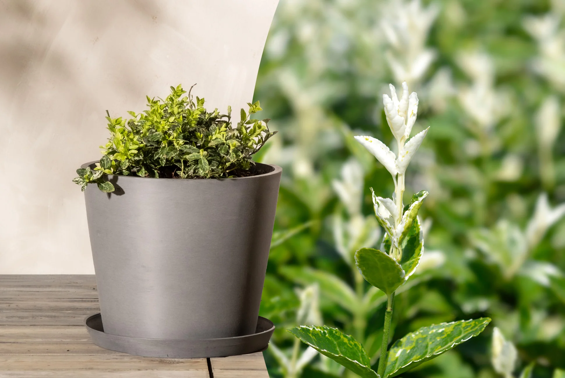 Lerne den Euonymus kennen... Junger Euonymus (Spindelstrauch) in einem grauen Pflanzkübel 'Amsterdam' mit Unterteller neben einem Bildausschnitt von einem Blatttrieb mit weisser Spitze vom Euonymus fortunei 'Harlequin'.