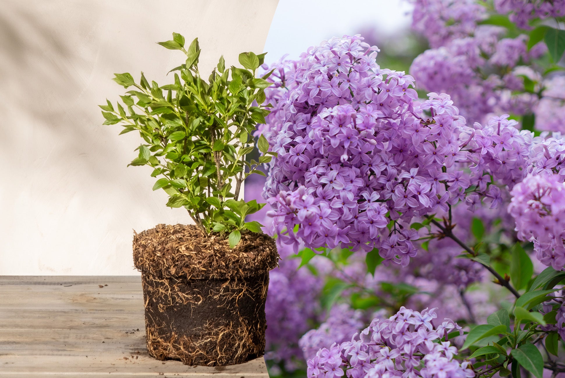 Blütenloser Flieder (Syringa) ohne Übertopf neben einer Aufnahme von seinen violetten Blüten im Sommer.