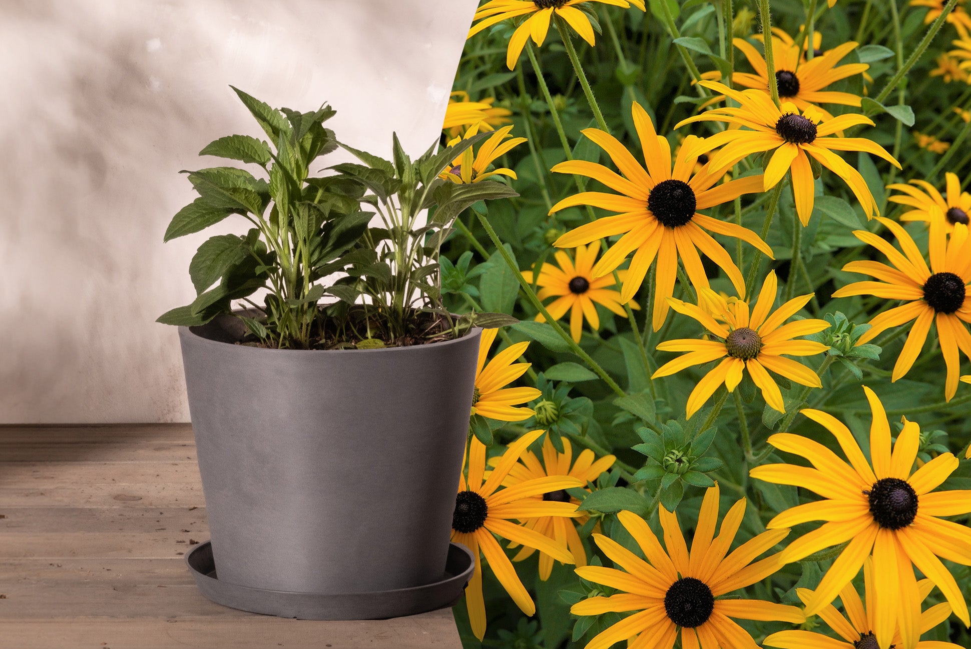 Junge Rudbeckia (Sonnenhut) ohne Blüten im Frühling in einem grauen Pflanzkübel eingetopft neben einem Bildausschnitt von der gelben Sommerblüte.