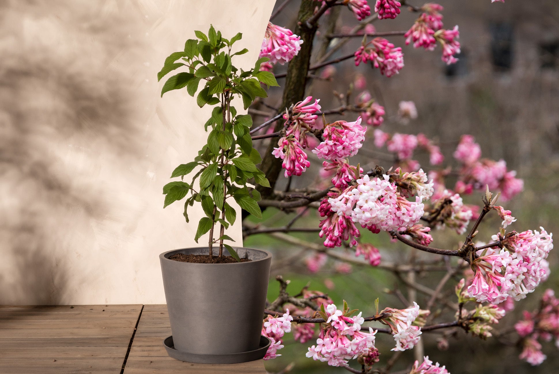 In einen grauen Pflanzkübel eingetopfter Viburnum x bodnantense im Frühling neben einer Aufnahme von einem ausgewachsenen Winterschneeball im Winter mir rosa-pinken Blüten.