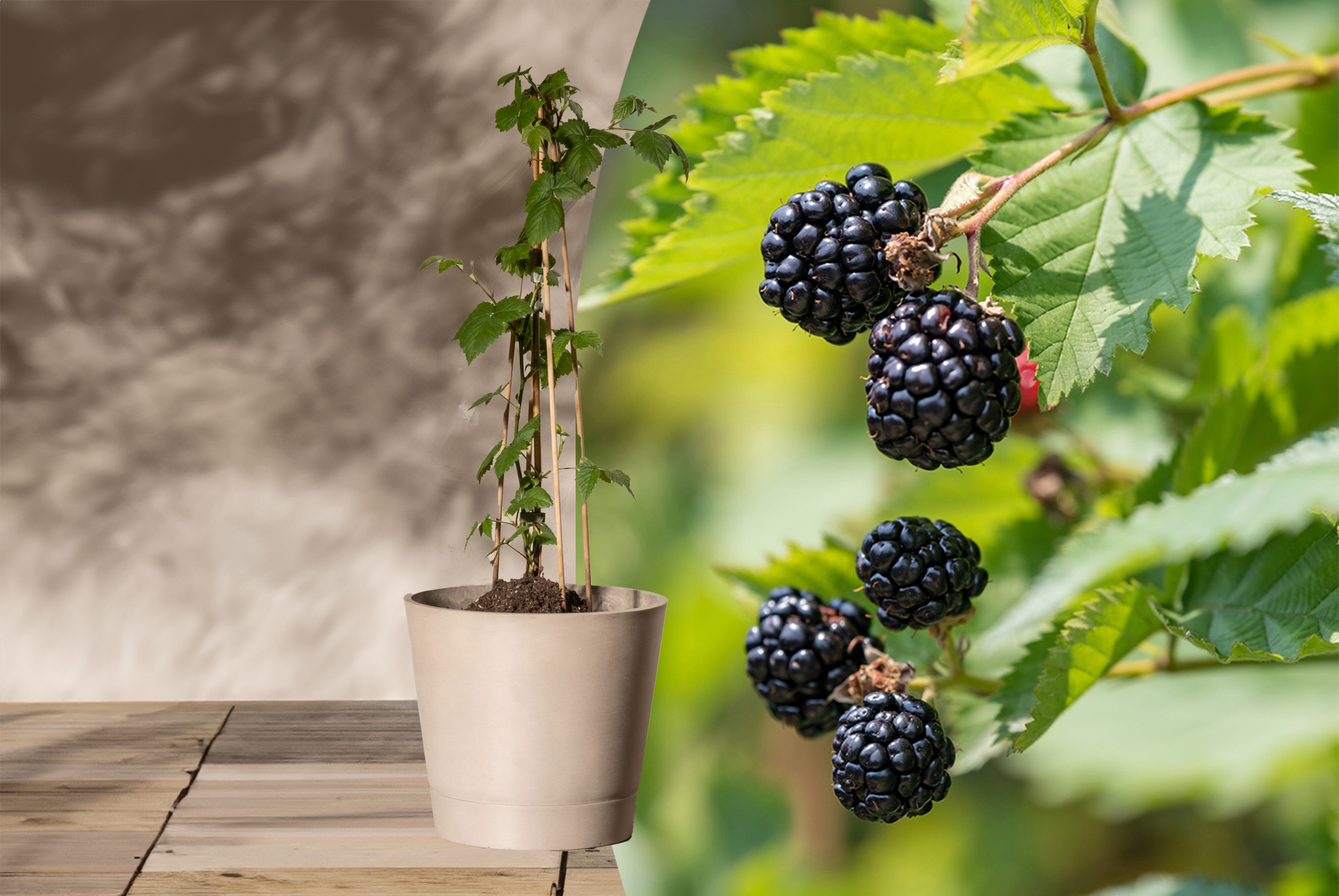 Reife Brombeere an einem Brombeerstrauch (Rubus fructicosus) neben einem frisch getopften Brombeer-Pflanze mit Stützhilfen