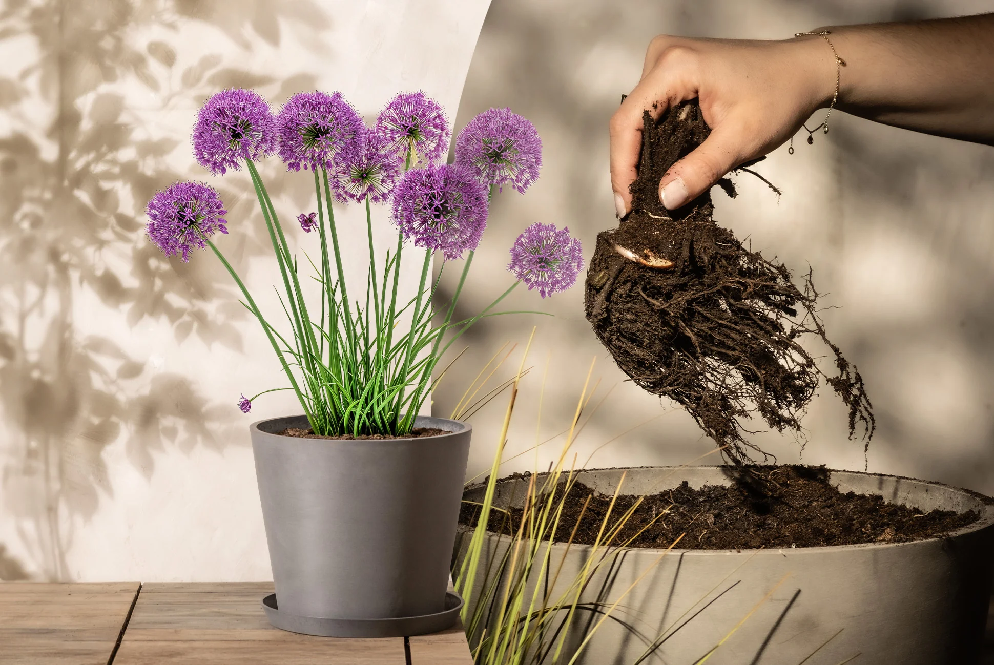 Lerne die Allium kennen... Allium in einem grauen Pflanzkübel 'Amsterdam' auf einem Holzhocker, neben einem Bildausschnitt von den violetten Blüten im Sommer.