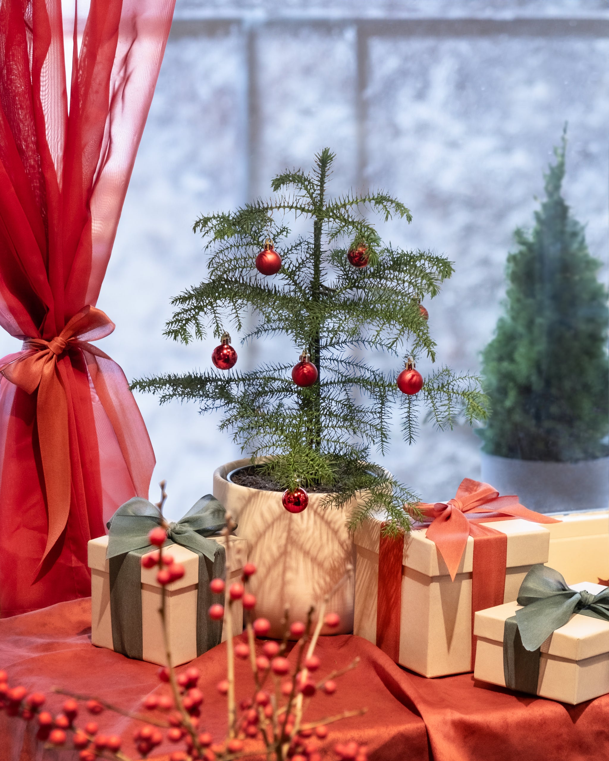 Mehrjährige Zimmertanne für drinnen, die keine Nadeln verliert und wächst, steht neben mehreren Geschenken vor einem Fenster auf einem Tisch.