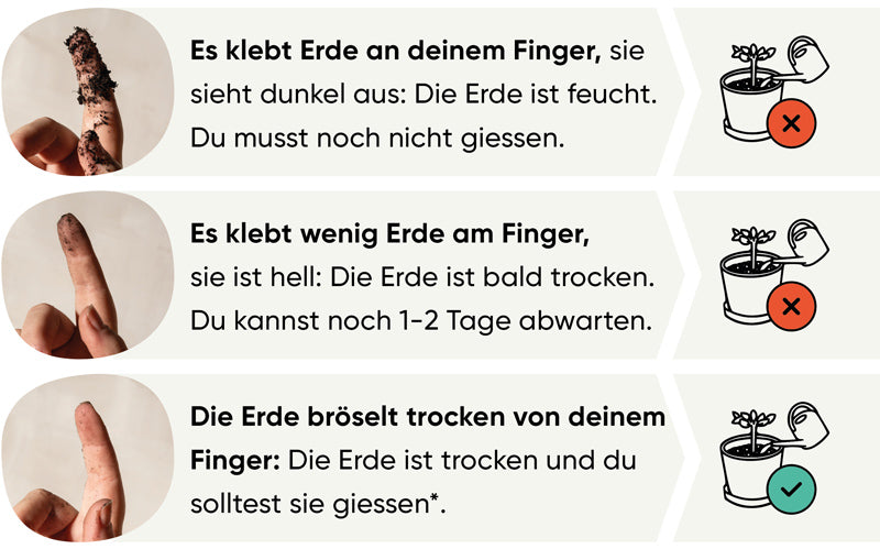 Grafische Darstellung, wie man den Fingertest bei der Homalomena richtig anwendet.