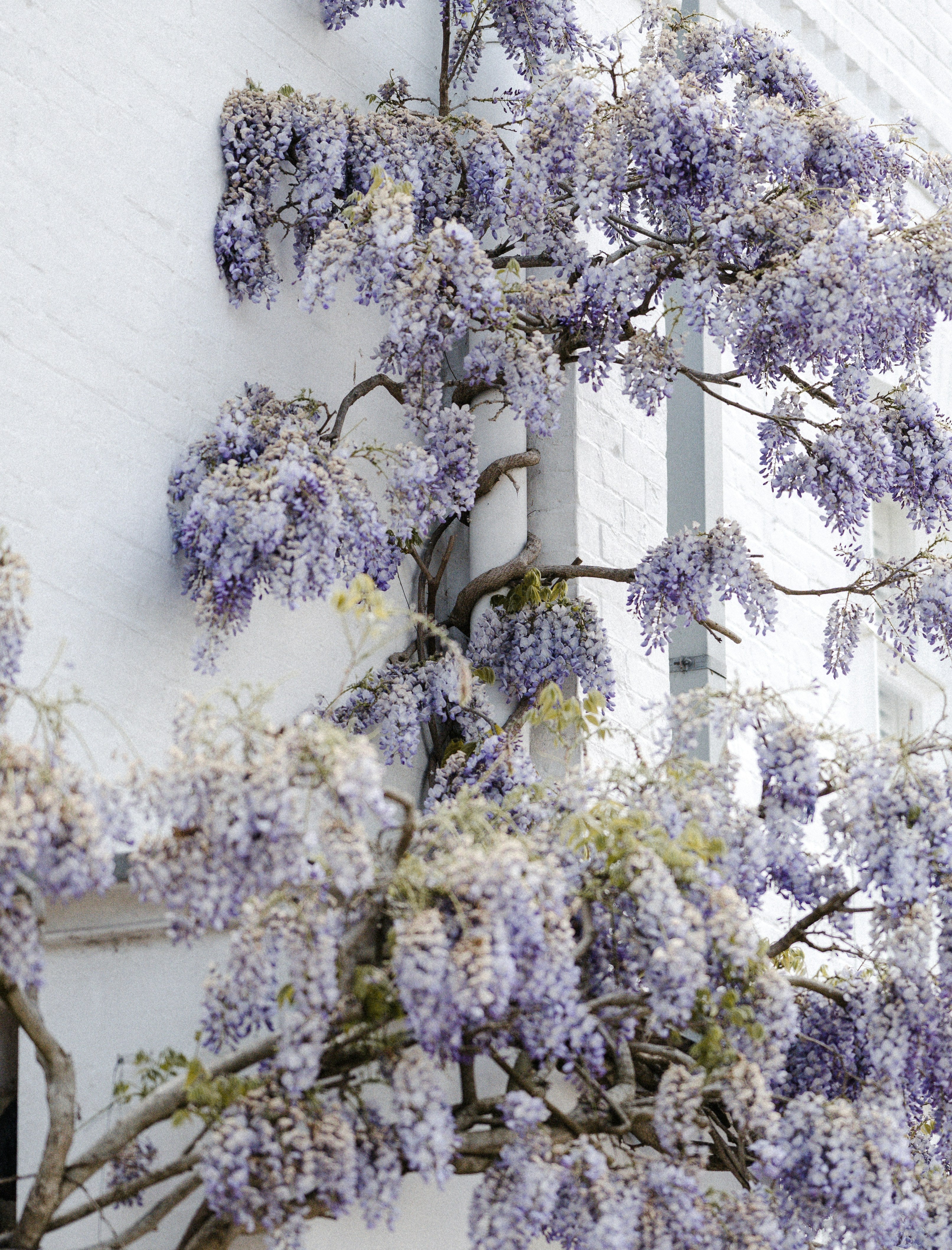 Glyzinie (Wisteria) mit blauen Blüten schlingt sich um eine Wasserrinne an einer weissen Wand.