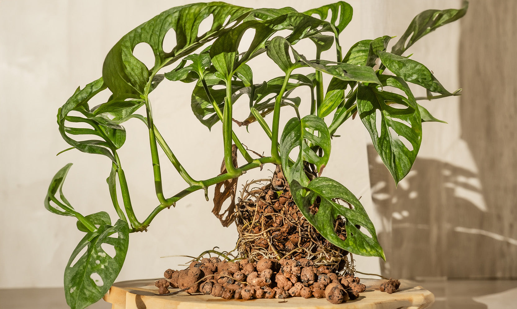 Hydropflanze (Monstera adansonii 'Mint') mit freiem Wurzeln und Blähton steht auf einer Holzplatte.