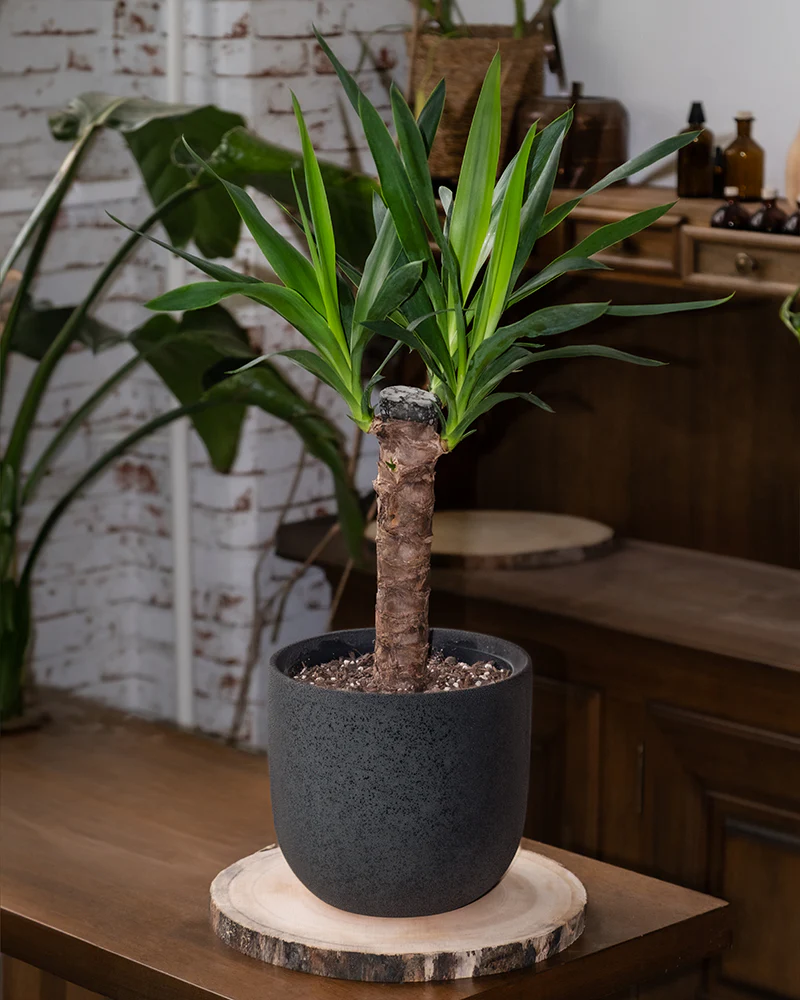 Eine kleine Yucca in einem schwarzen Keramiktopf steht auf einem Tisch.