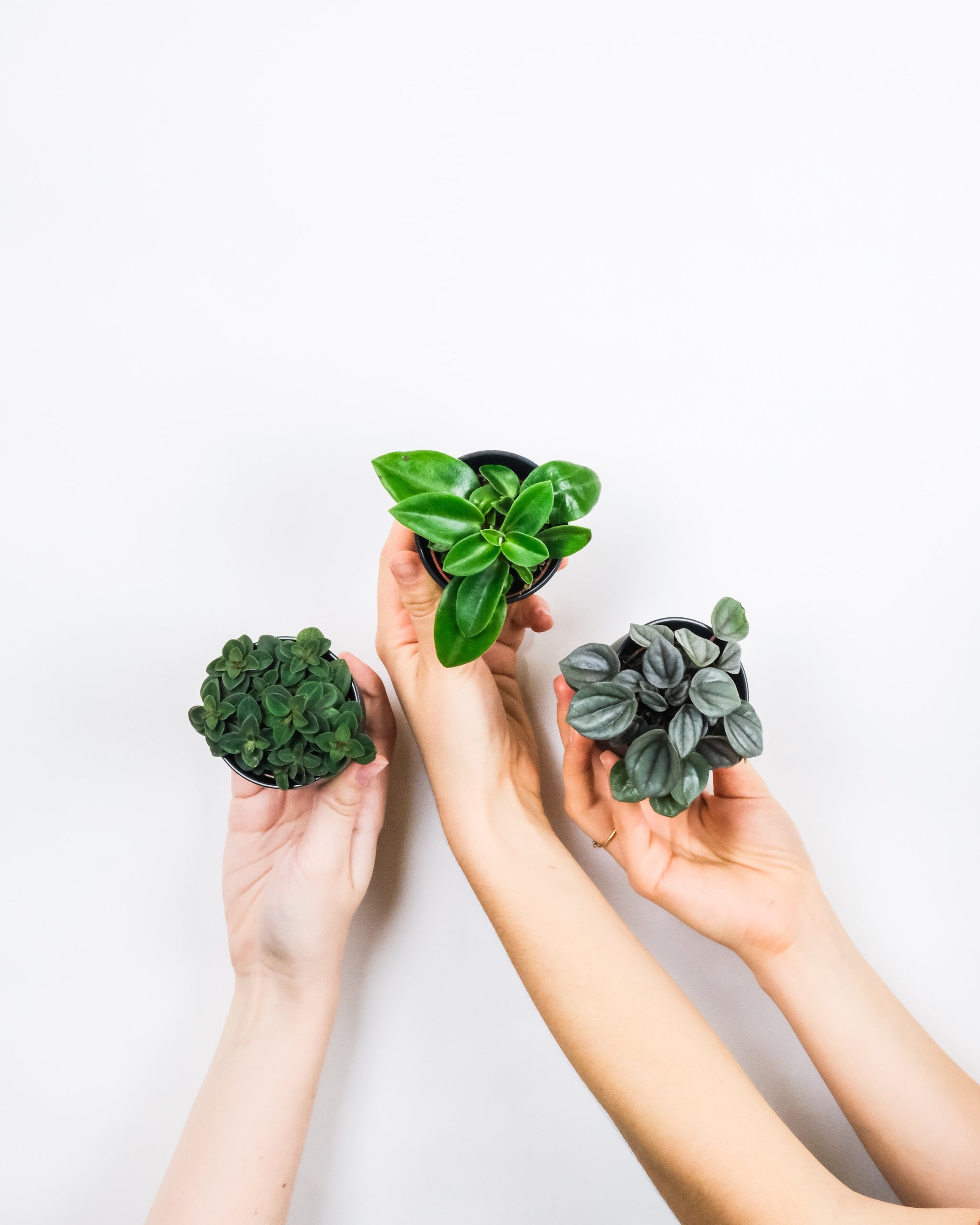 Drei kleine Peperomia werden von Händen gehalten