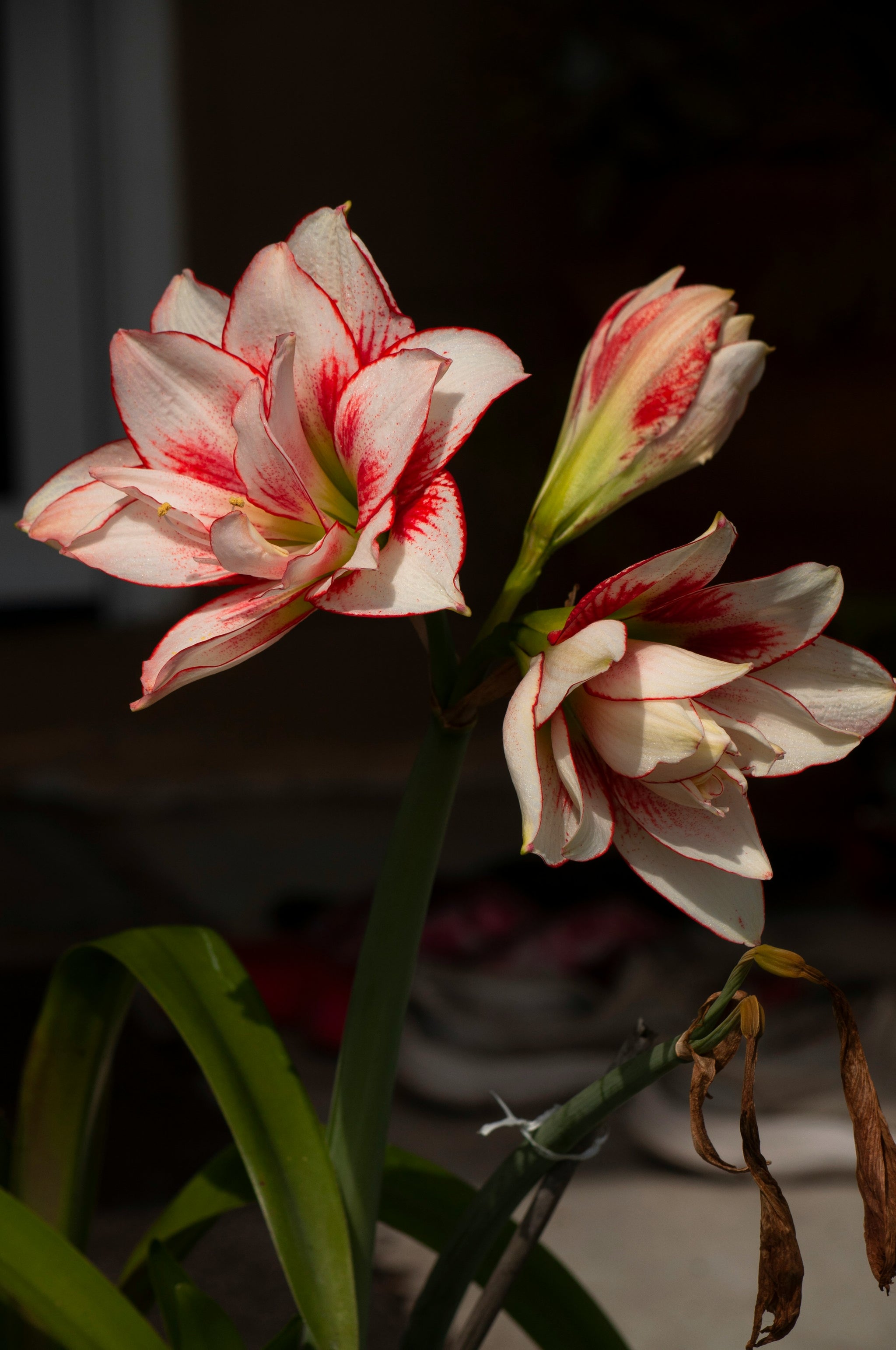 Blüten und Blütenknospe der weissen Amaryllis ‘Elvas’ mit rotem Blütenrand.