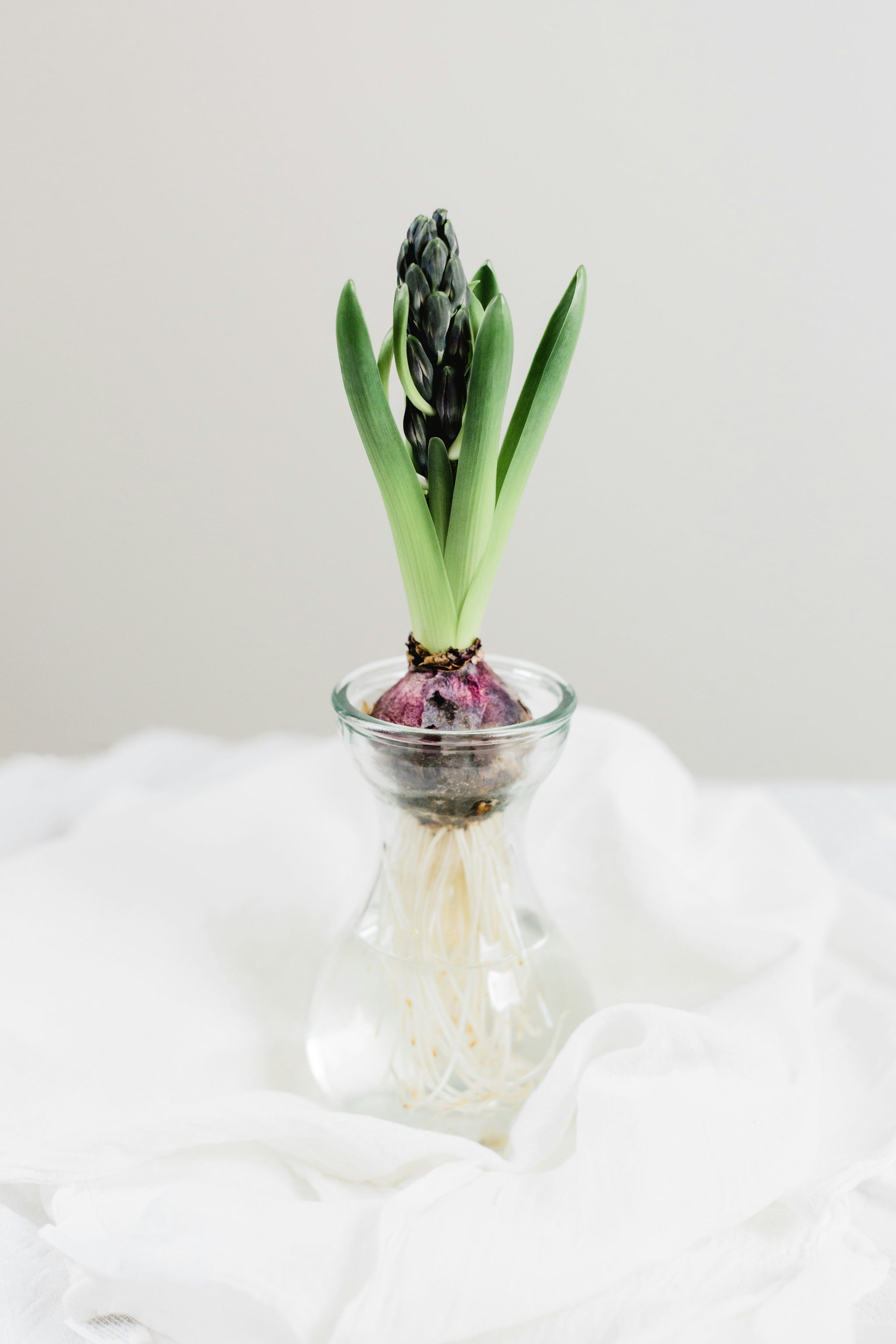 Blumenzwiebel, die in einem Wasserglas erblüht mit grünen Blätter und noch geschlossener Blüten.
