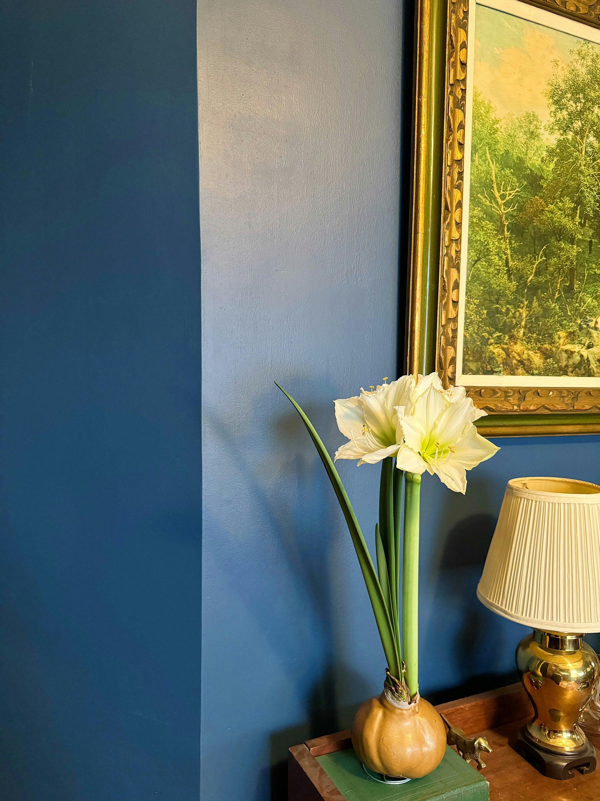 Einzelne weisse blühende Amaryllis in goldenem Wachs neben einer Tischlampe auf einem Sideboard aus Holz, das vor einer blauen Wand steht.