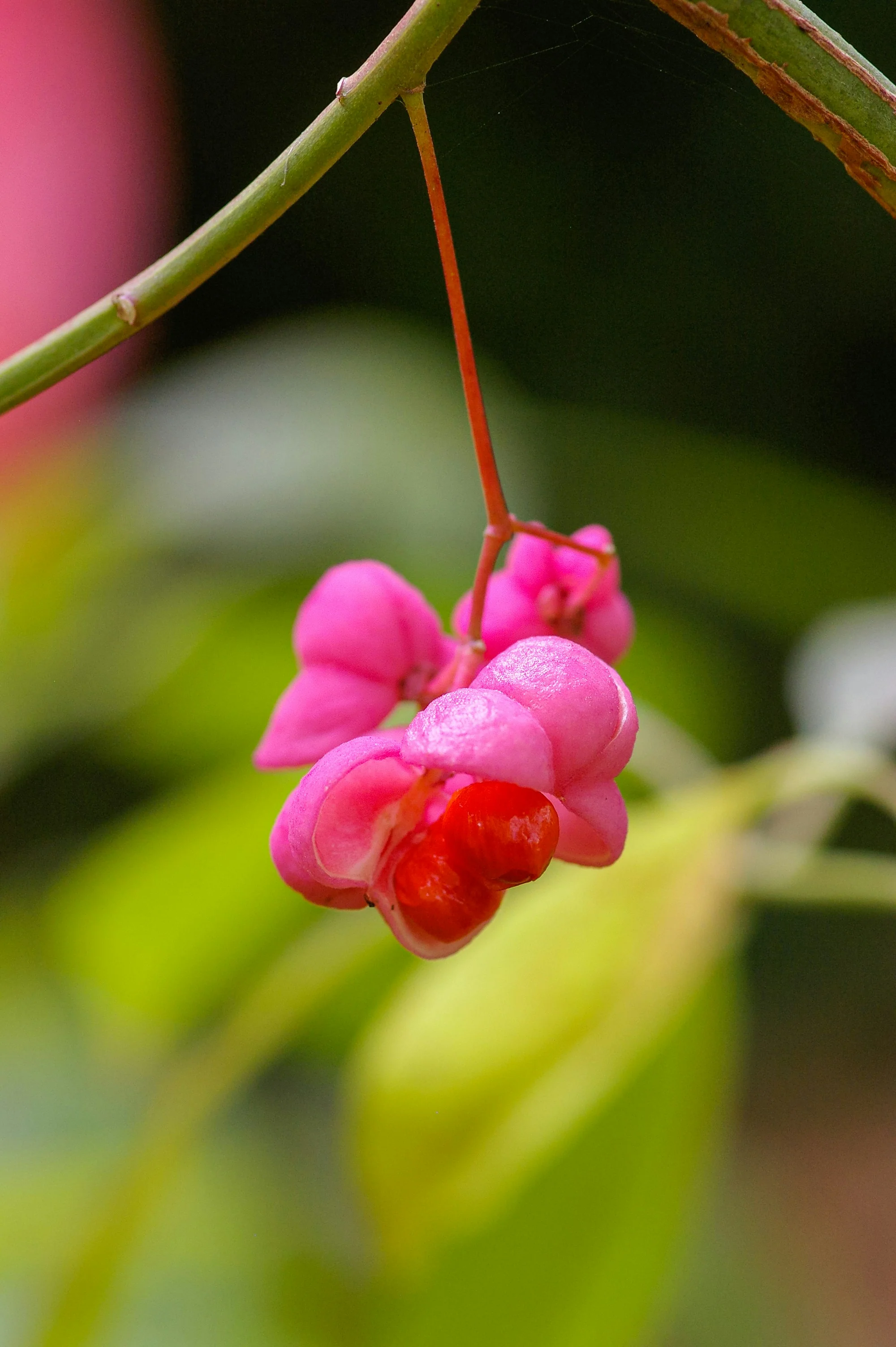 Giftige Früchte vom Euonymus europaeus Detailaufnahme von pinken Früchten des «gewöhnlichen Spindelstrauchs» mit orangen Samen im Innern.