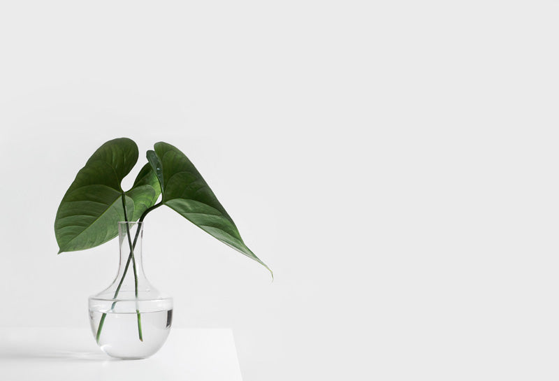 Zwei Alocasia-Blätter in einer durchsichtigen Vase auf einem weissen Tisch