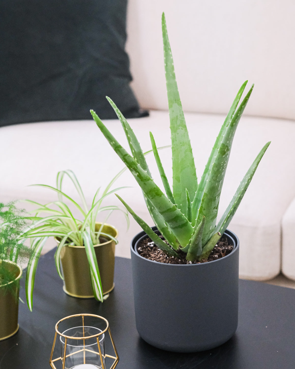 Aloe vera in grauem Topf vor einer Grünlilie auf dem Wohnzimmertisch