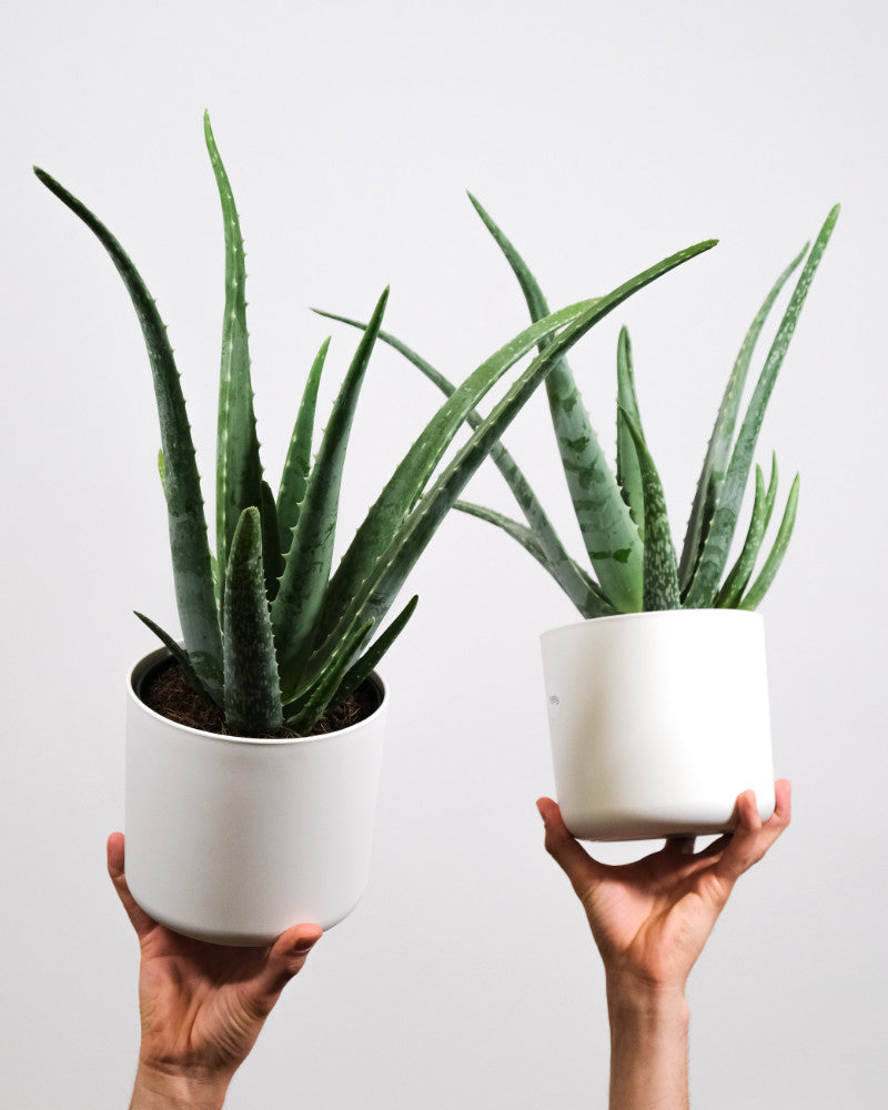 Aloe vera Duo in weissen Töpfen auf zwei Händen